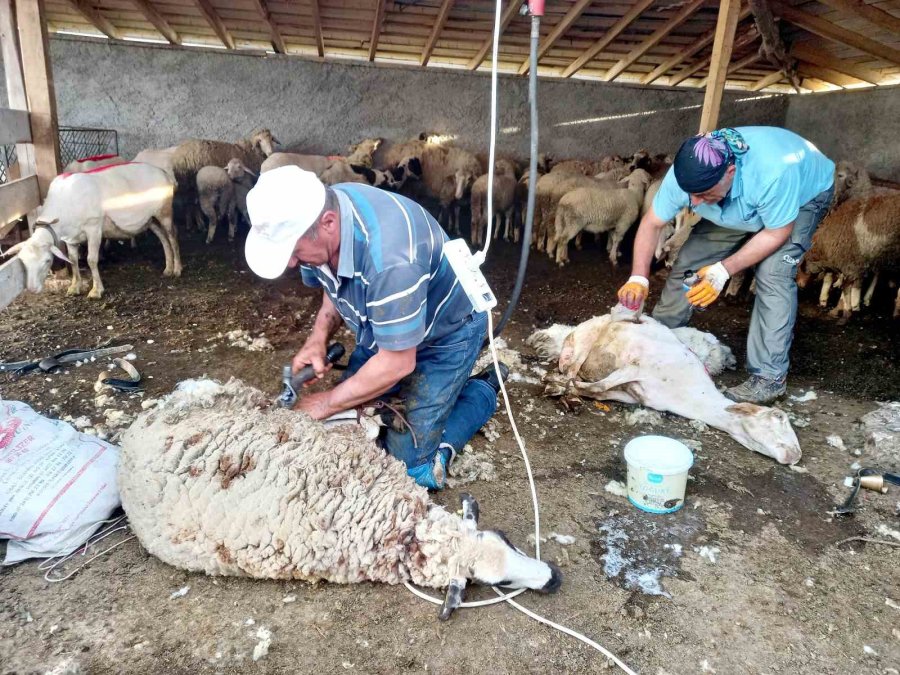 Günyüzü’nde Koyun Kırkım Sezonu Başladı