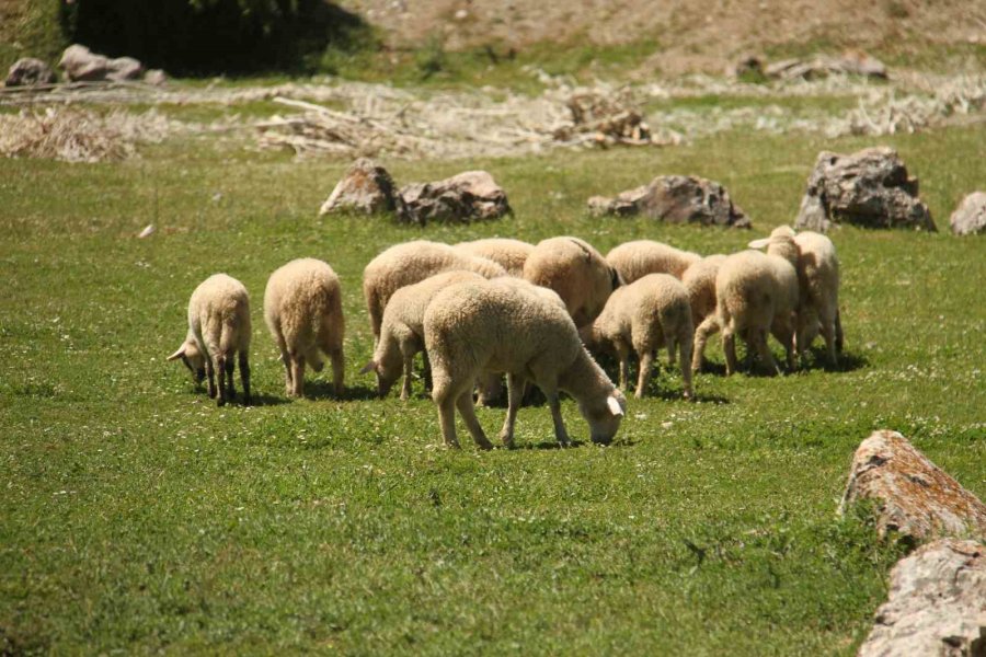 Karadeniz Havasının Yaşandığı Konya’da Besiciler Yağışlardan Memnun