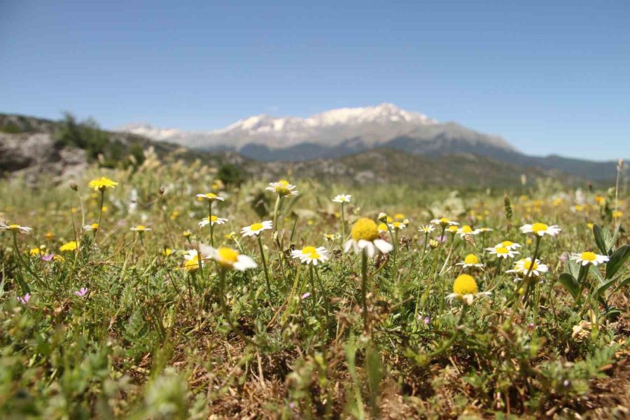 Karadeniz Havasının Yaşandığı Konya’da Besiciler Yağışlardan Memnun