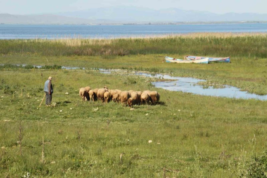 Karadeniz Havasının Yaşandığı Konya’da Besiciler Yağışlardan Memnun