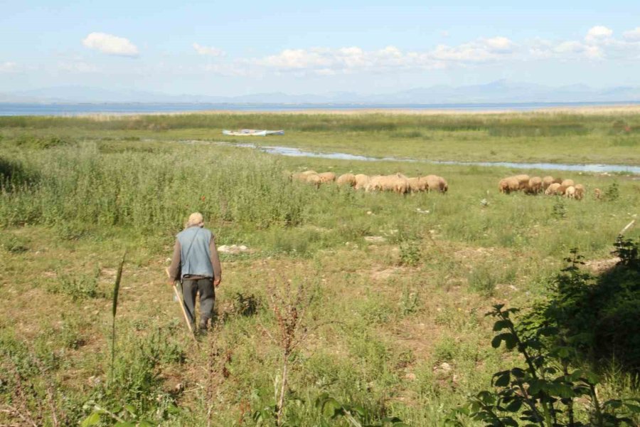 Karadeniz Havasının Yaşandığı Konya’da Besiciler Yağışlardan Memnun