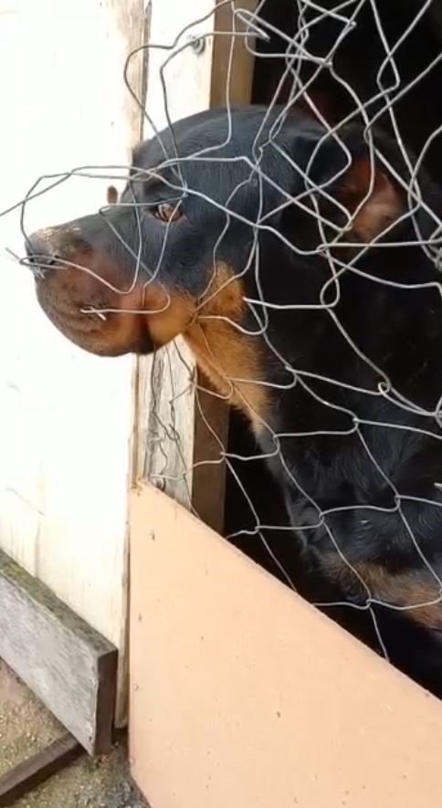 İş Yerini Bekleyen Rottweiler Cinsi Köpekler Hırsızlar Tarafından Çalındı