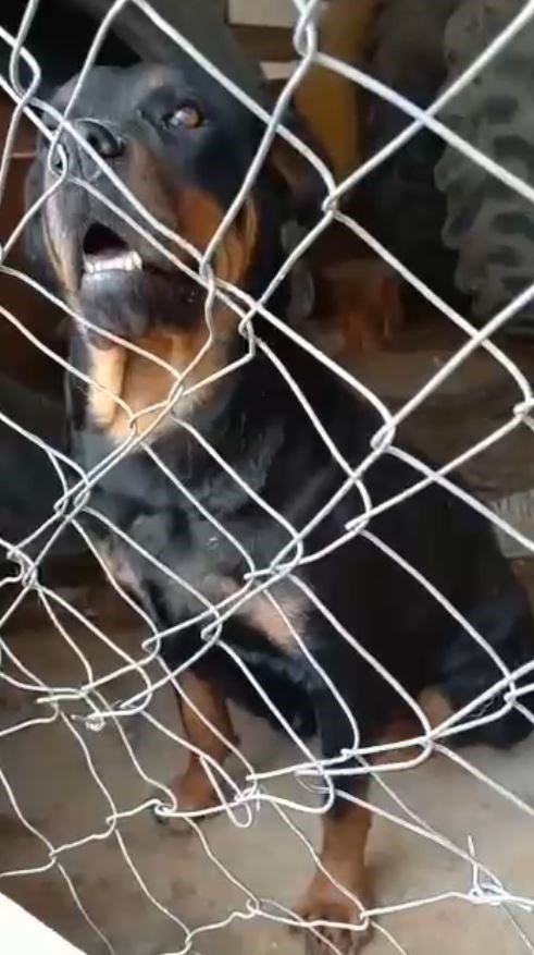 İş Yerini Bekleyen Rottweiler Cinsi Köpekler Hırsızlar Tarafından Çalındı