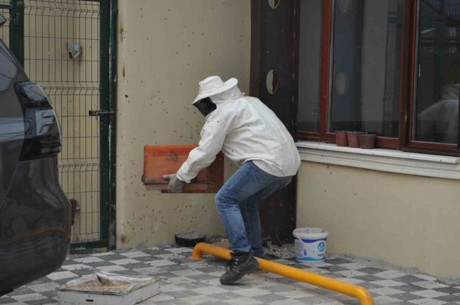 Kaçan Kraliçe Arı Yüzlerce Arıyı Beraberinde Getirdi