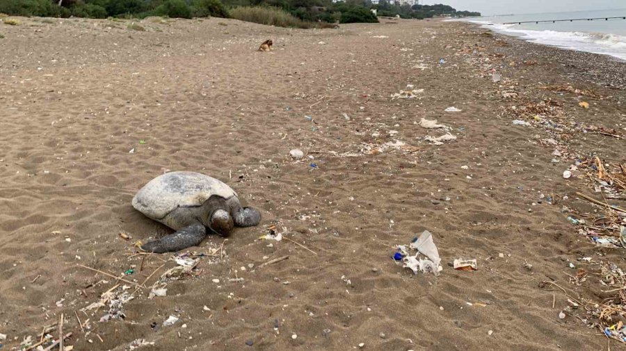 Mersin Sahilleri Deniz Kaplumbağalarını Ağırlamaya Başladı