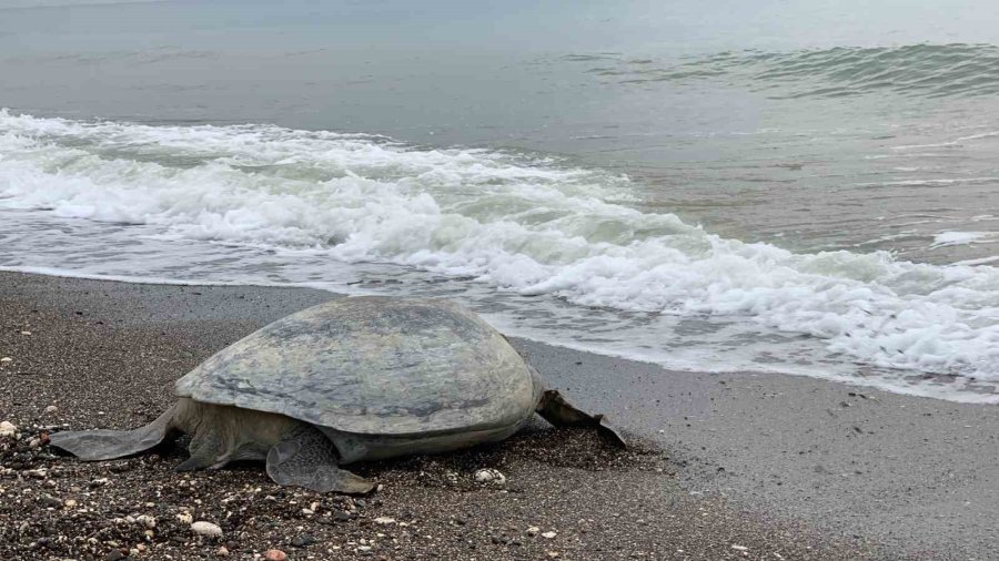 Mersin Sahilleri Deniz Kaplumbağalarını Ağırlamaya Başladı