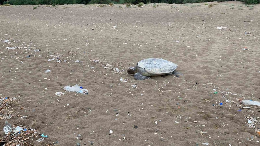 Mersin Sahilleri Deniz Kaplumbağalarını Ağırlamaya Başladı