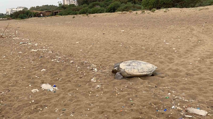 Mersin Sahilleri Deniz Kaplumbağalarını Ağırlamaya Başladı