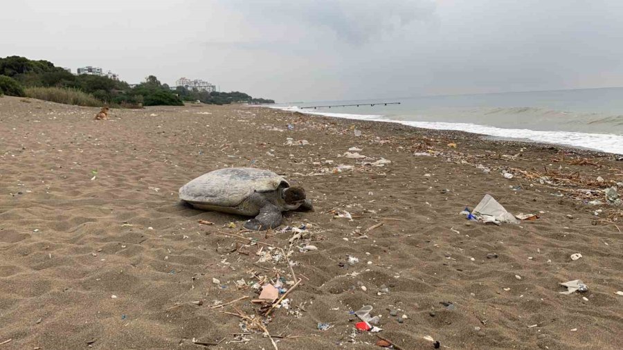 Mersin Sahilleri Deniz Kaplumbağalarını Ağırlamaya Başladı