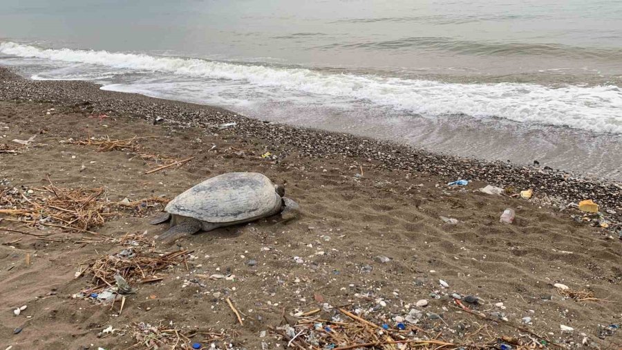 Mersin Sahilleri Deniz Kaplumbağalarını Ağırlamaya Başladı