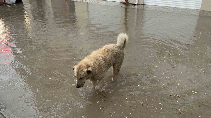 Her Yağmurda Bodrumu Su Dolan Kadın Eski’ye İsyan Etti