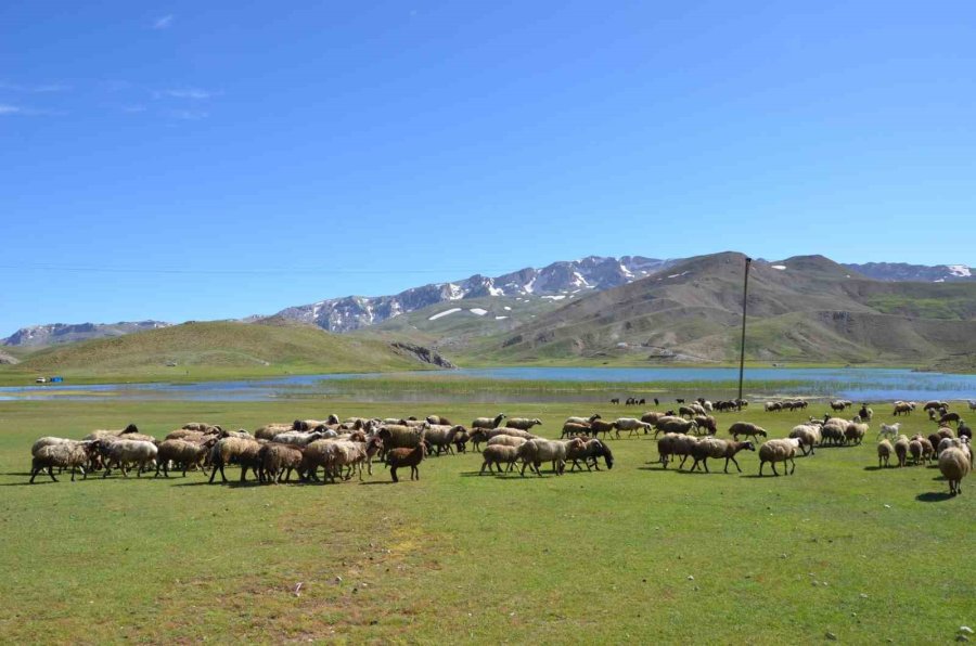 Antalya’da Yörükler Yaylalara Yerleşmeye Başladı