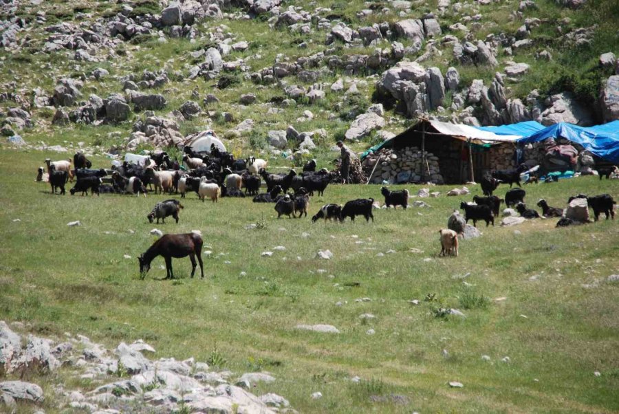 Antalya’da Yörükler Yaylalara Yerleşmeye Başladı