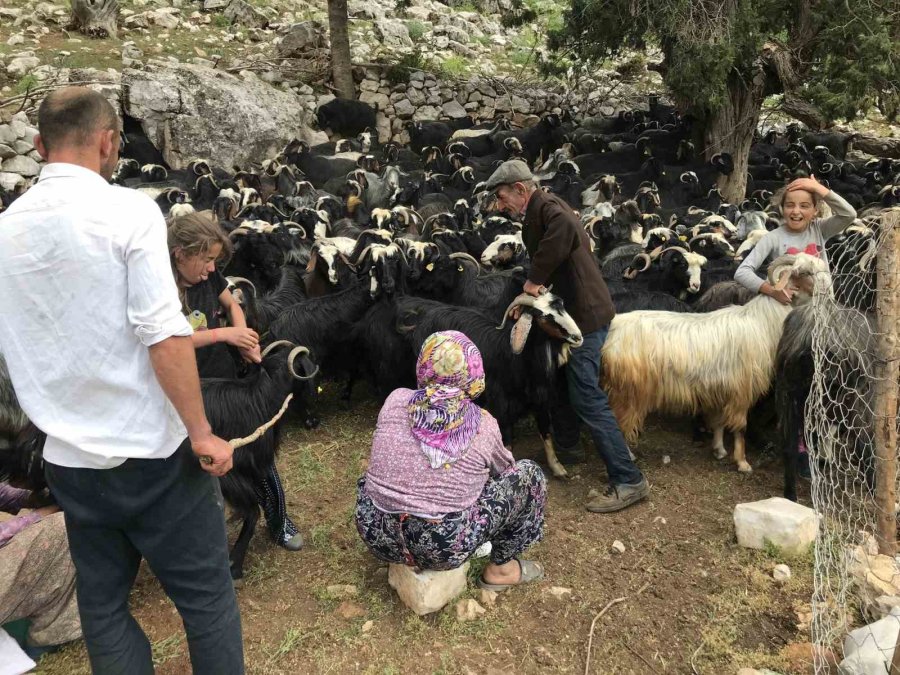 Antalya’da Yörükler Yaylalara Yerleşmeye Başladı