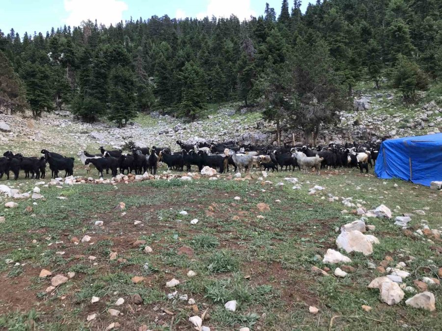 Antalya’da Yörükler Yaylalara Yerleşmeye Başladı