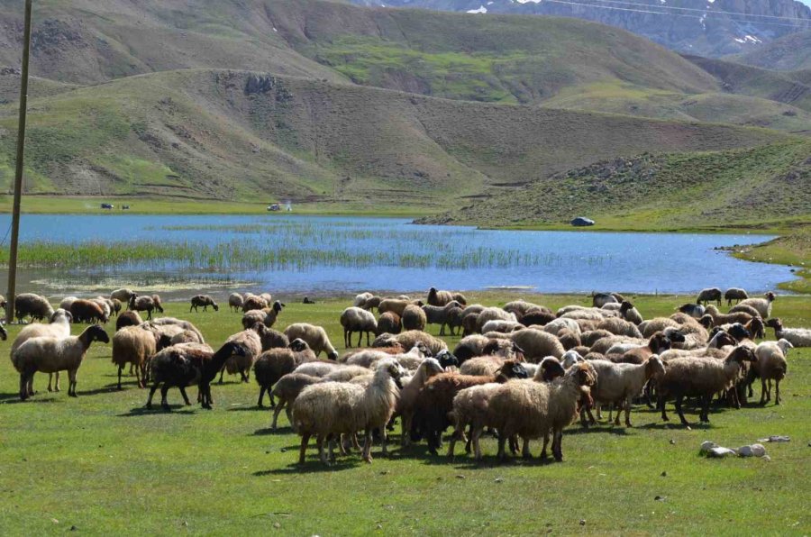 Antalya’da Yörükler Yaylalara Yerleşmeye Başladı