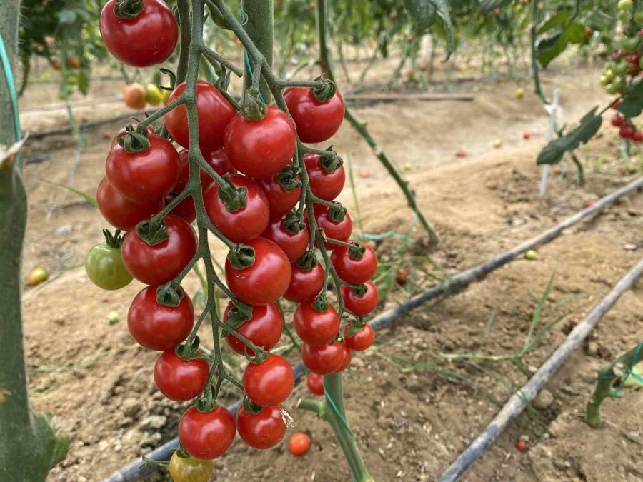 7 Türde 50 Çeşit Tohumu 16 Ülkeye İhraç Ediyor