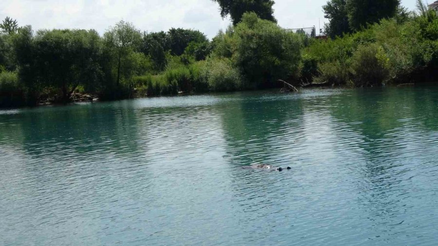 Manavgat Irmağı’nda Sürüklenen Kadın Cesedi Ekipleri Harekete Geçirdi