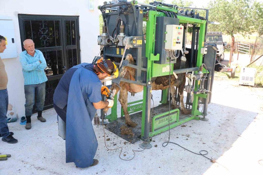 Büyükşehir’in Hayvancılığa Desteği Sürüyor