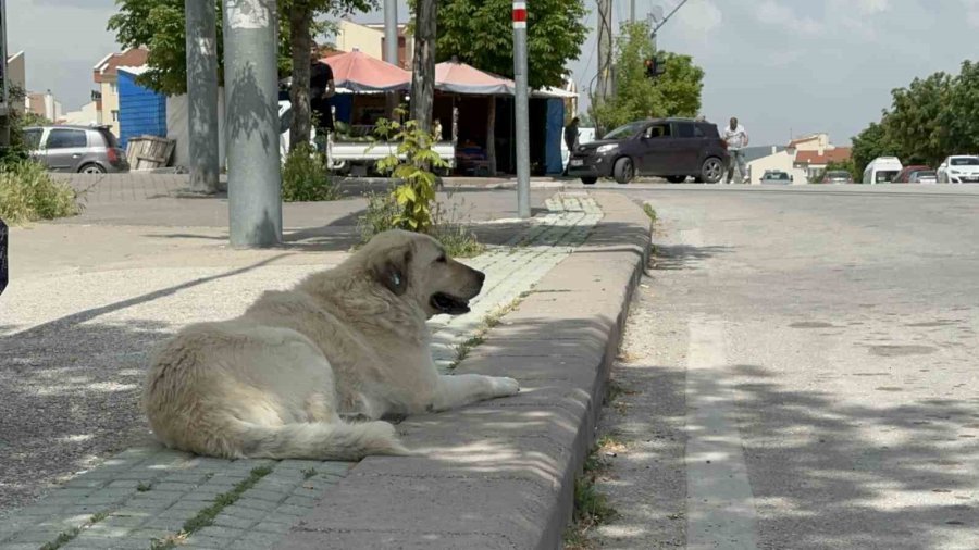 Başıboş Sokak Köpekleri Site Sakinlerini Bezdirdi