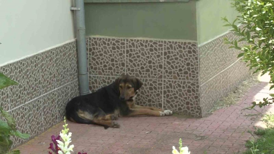 Başıboş Sokak Köpekleri Site Sakinlerini Bezdirdi