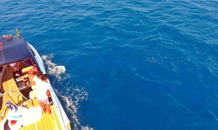 Yunusların Avlarını Yakalama Anı Dron İle Saniye Saniye Görüntülendi