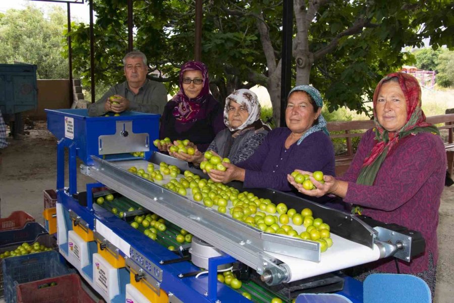 Mut’taki Erik Üreticisine Boylama Makinesi Desteği