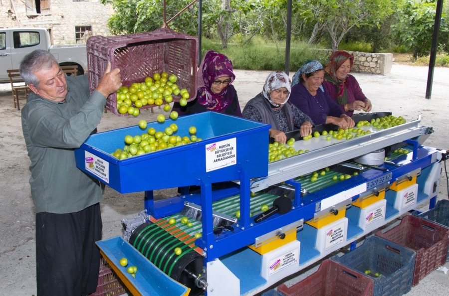 Mut’taki Erik Üreticisine Boylama Makinesi Desteği