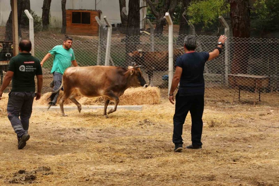 Büyükşehirden 3 Noktada Ücretsiz Kurban Kesimi