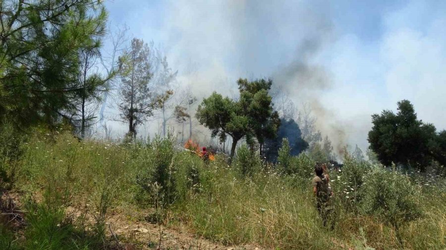 Anızdan Başlayan Yangın Ormana Sıçradı, 2 Dönüm Kızılçam Ormanı Yandı