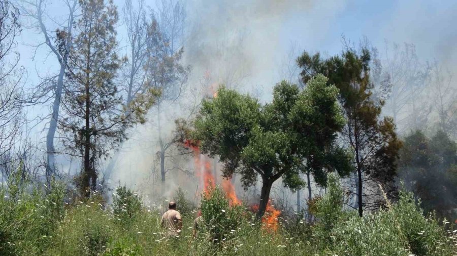 Anızdan Başlayan Yangın Ormana Sıçradı, 2 Dönüm Kızılçam Ormanı Yandı