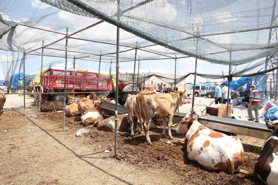 Büyükşehir Kurban Satış Ve Kesim Yerlerinde Tüm Tedbirleri Aldı