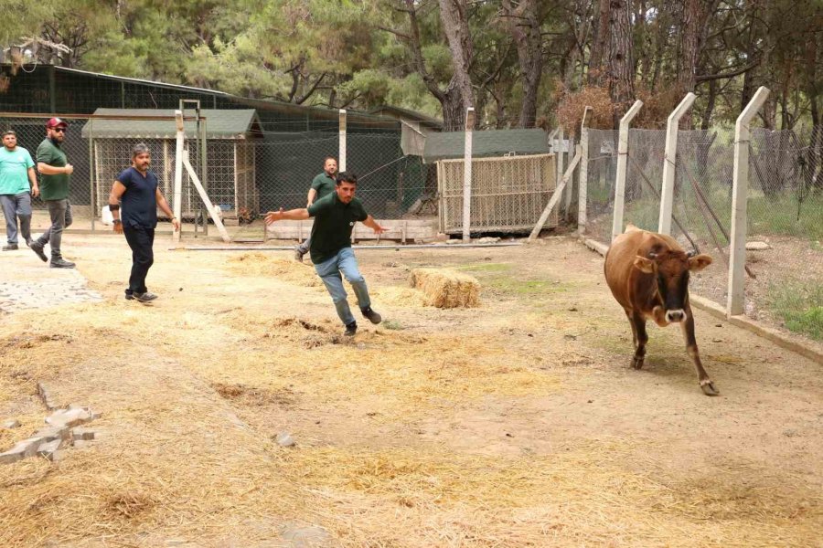 Büyükşehir Kurban Bayramı’na Hazır