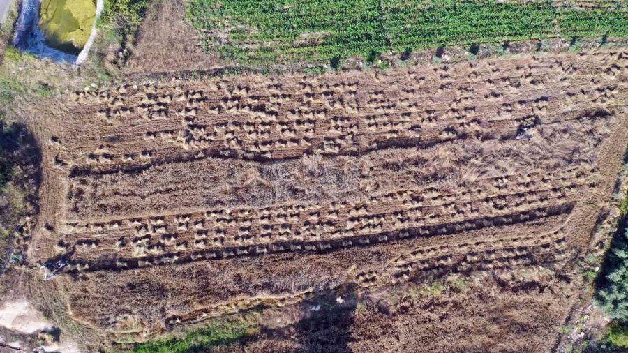 Örnek Projeyle Atıl Araziler Üretime Kazandırıldı, İlk Hasat Yapıldı