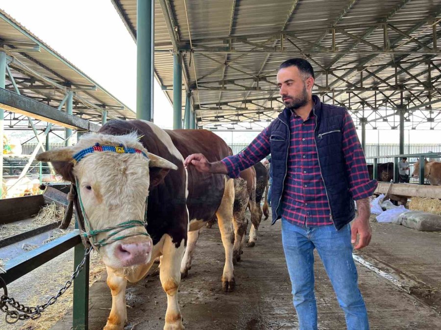 Bin 200 Kiloluk ’paşa’ Talibine Bekliyor