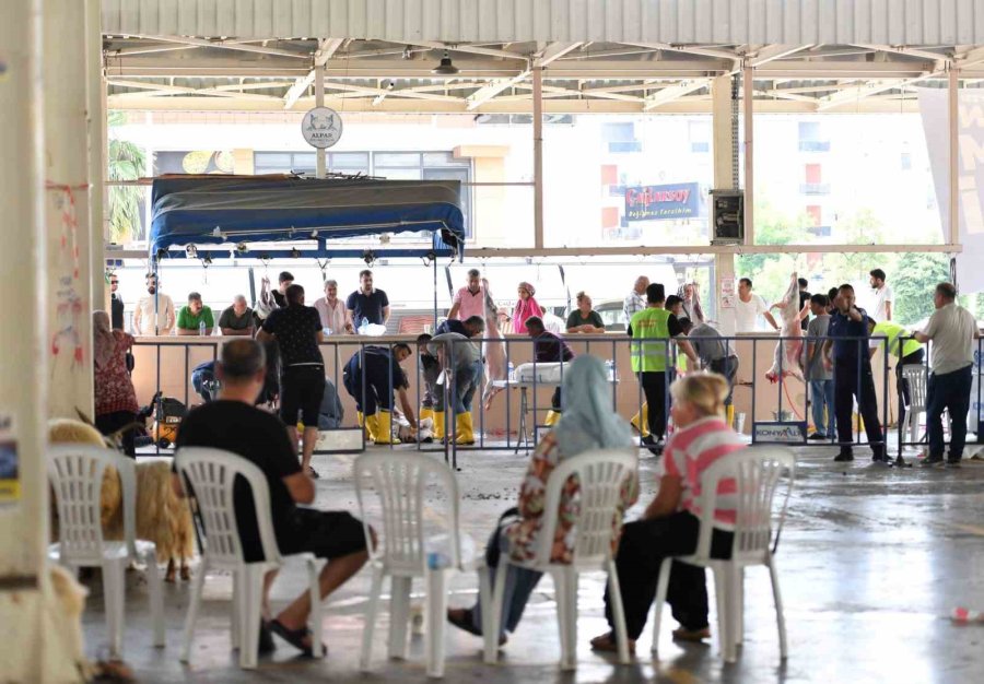 Konyaaltı Belediyesi Vatandaşlara Ücretsiz Kurban Kesimi Hizmeti Verdi