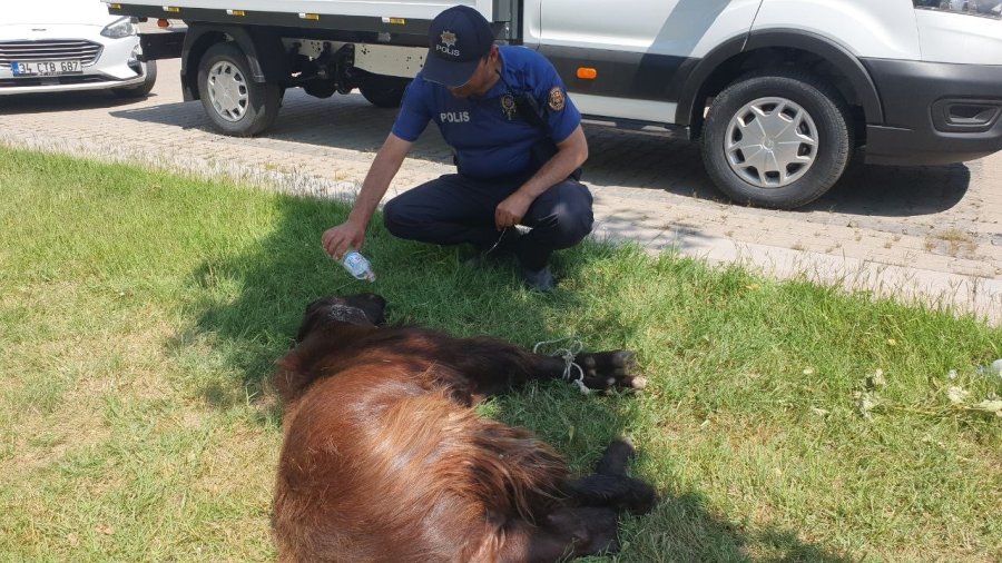 Yaralı Kurbanlığa Polis Şefkati