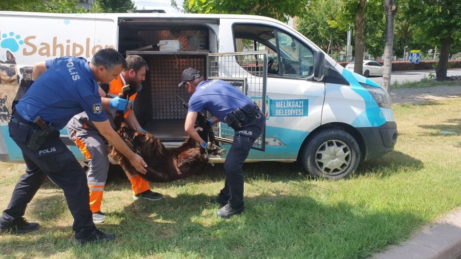 Yaralı Kurbanlığa Polis Şefkati