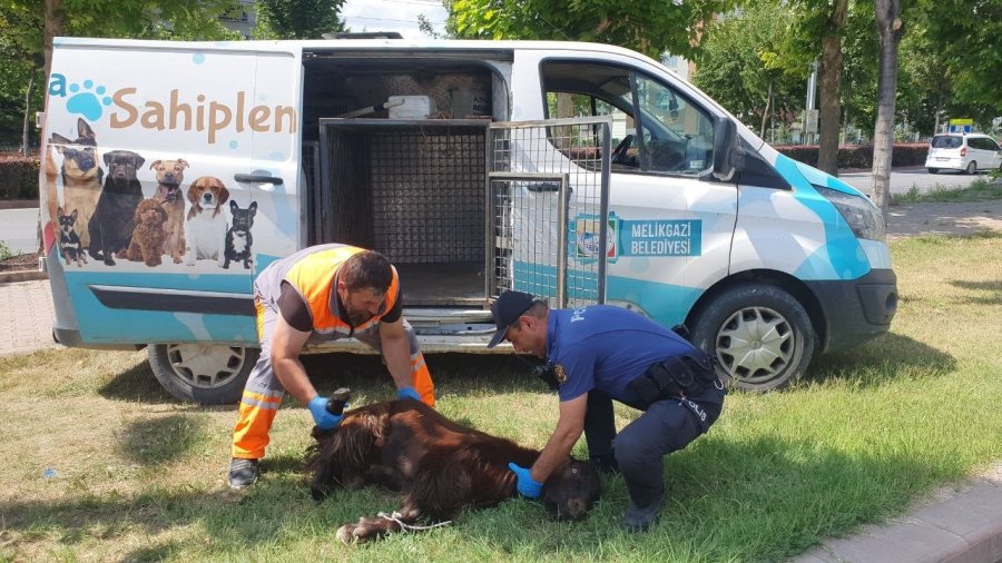 Yaralı Kurbanlığa Polis Şefkati