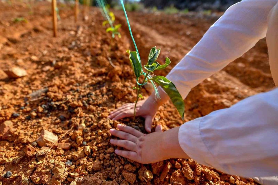 Mersin’de Üreticilere Passiflora Fidesi Desteği