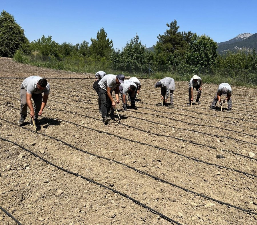 “çandır Fasulyesi”çiftçiye Kazandıracak