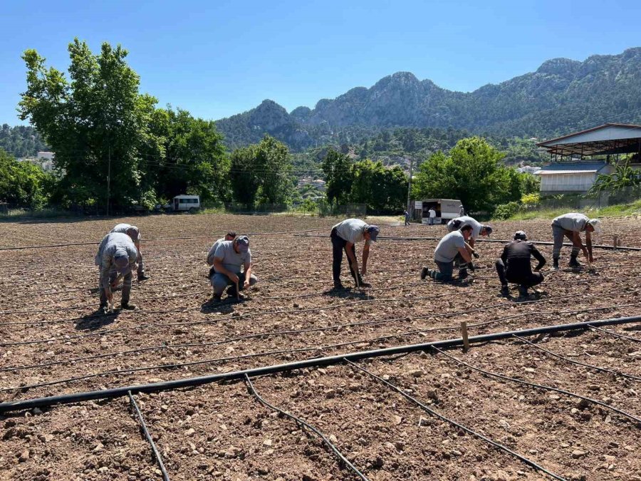 “çandır Fasulyesi”çiftçiye Kazandıracak