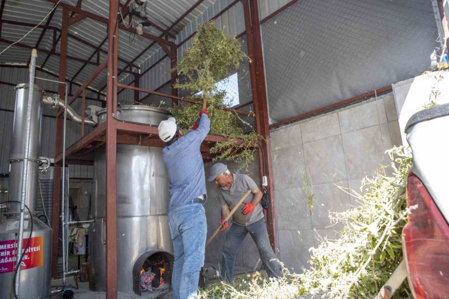 Silifkeli Üreticilerin Adayı Çayı Hasadı Sevinci