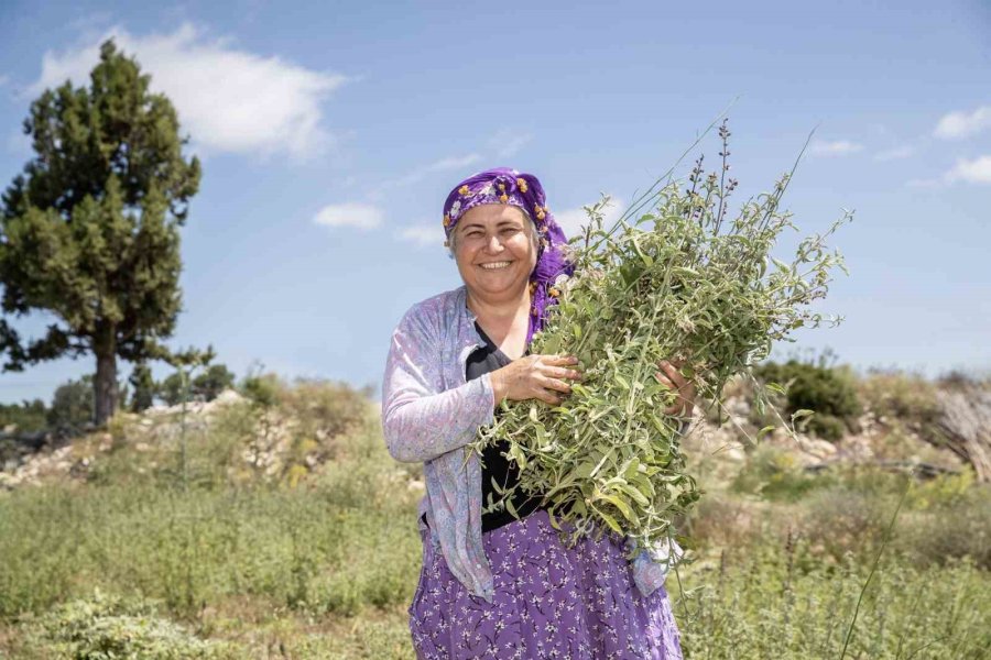 Silifkeli Üreticilerin Adayı Çayı Hasadı Sevinci