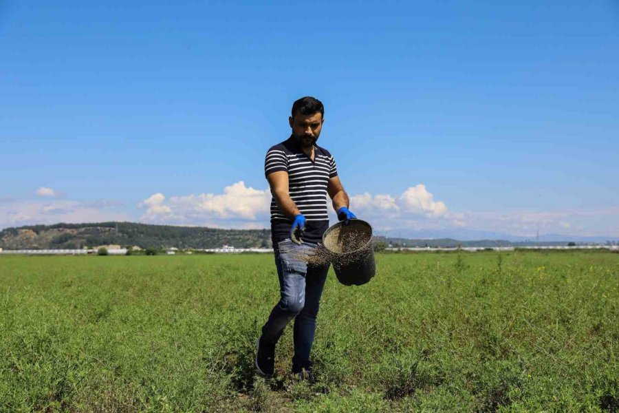 Aksu’daki Meralarda İyileştirme Çalışması