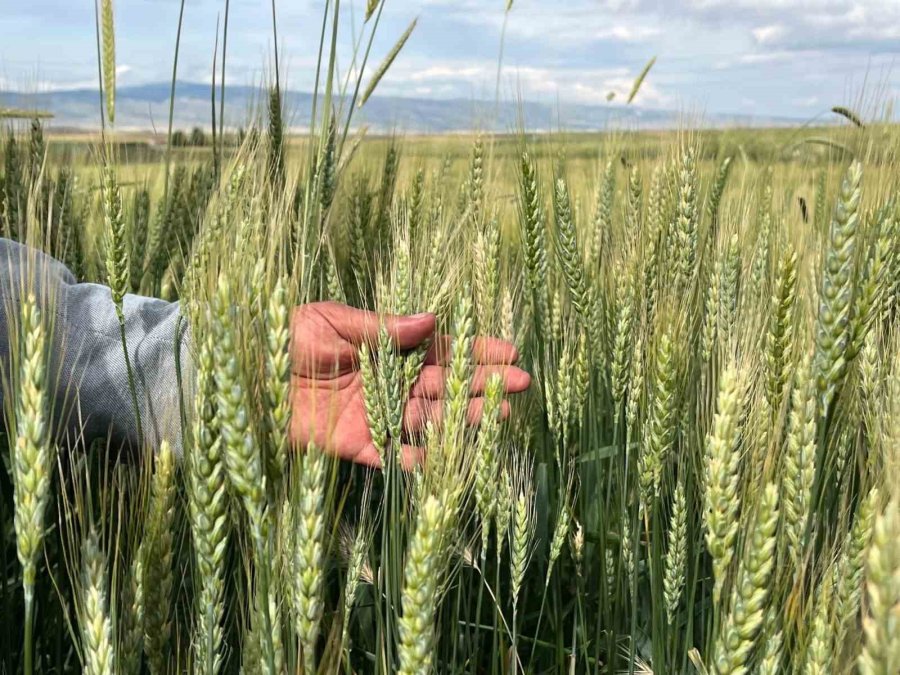 Çiftçilerin Yağış Sonrası Korkusu; ’pas Hastalığı’