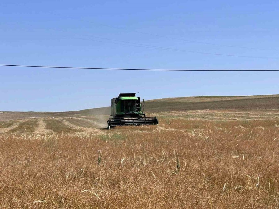 Kulu’da Deneme Amaçlı Ekilen Ketencik Hasadına Başlandı