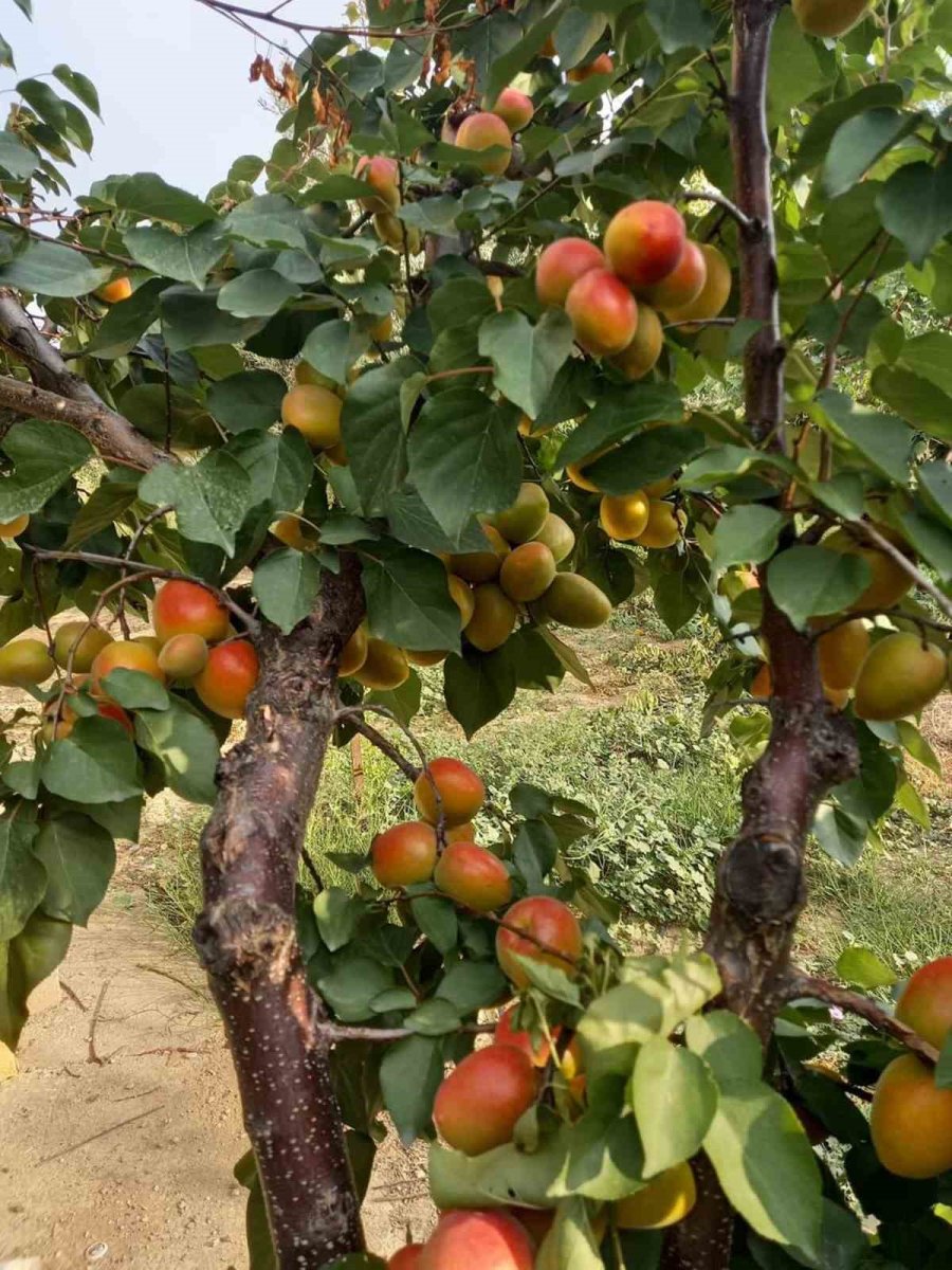 Mersin’de Sofralık Kayısı Sezonu Sona Erdi