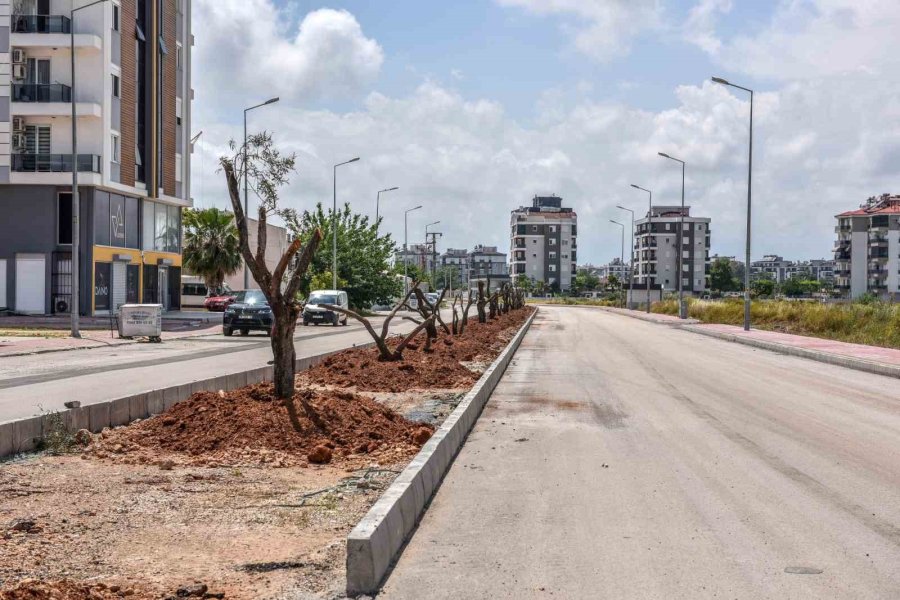 Kepez Kocaman Bir Zeytin Bahçesi Oluyor