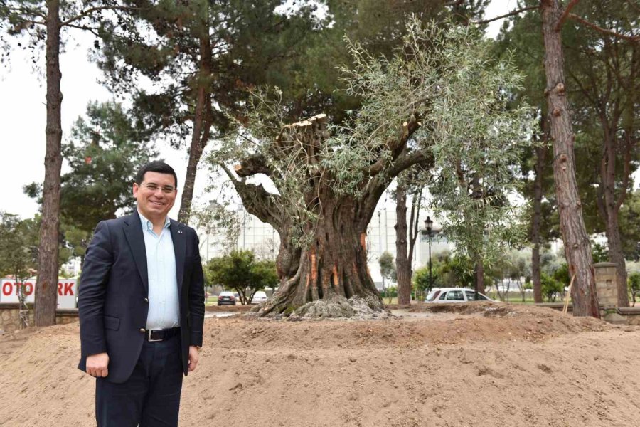 Kepez Kocaman Bir Zeytin Bahçesi Oluyor